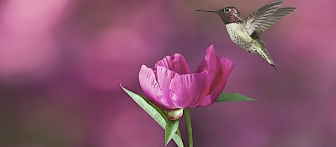 Oiseau mouche fleur rose